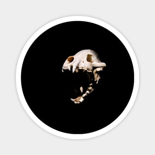 Dinosaur skull / Swiss Artwork Photography Magnet